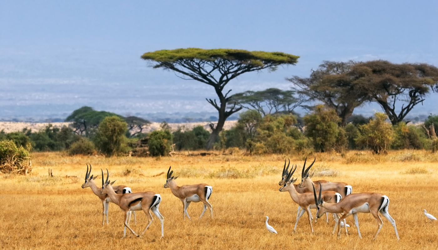 Picture of African grasslands and trees